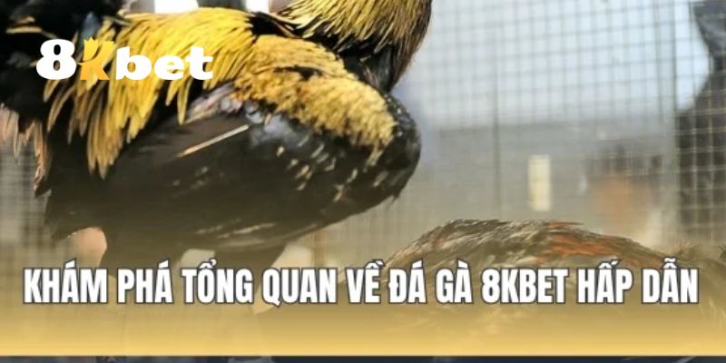 Giới thiệu sảnh đá gà 8KBET