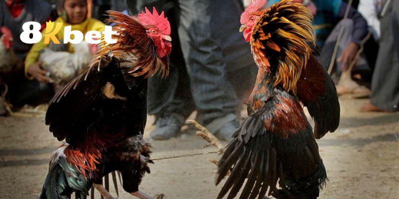 Những lưu ý quan trọng khi tham gia cá cược đá gà 8KBET